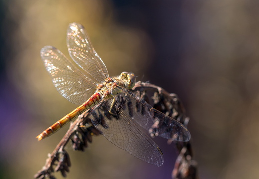 Macro